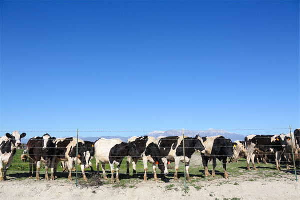 常溫純牛奶中禁止添加復原乳，集成供應鏈怎么看？